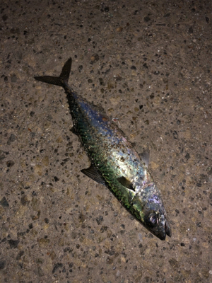 サバ祭り チョイとチーバス