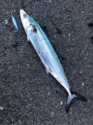 今年初のショアジギング