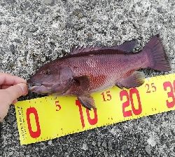 タンコブゲーム!70㎝オーバー!