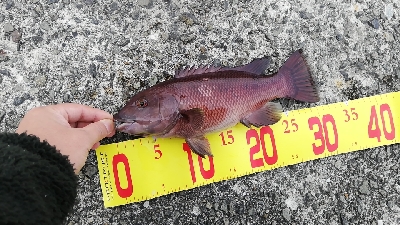 タンコブゲーム!70㎝オーバー!