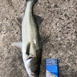 DAYでシーバス？