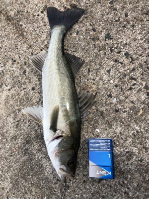 DAYでシーバス？