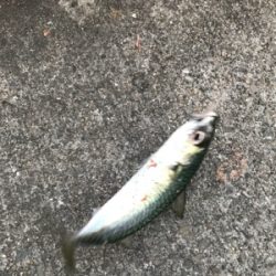 サバ釣れてますよ！