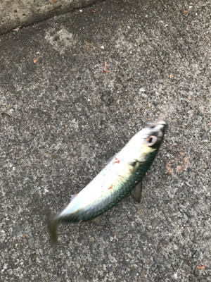 サバ釣れてますよ！