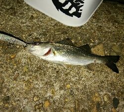 激渋プラッギングゲーム