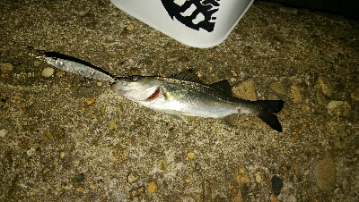 激渋プラッギングゲーム