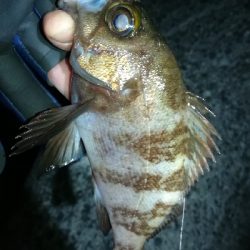 ナイトメバリング