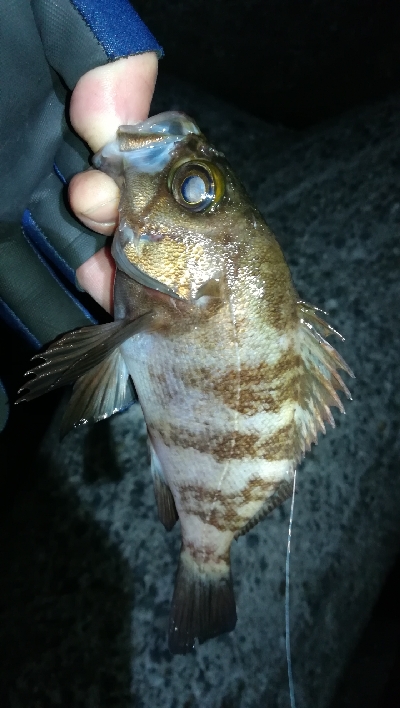 ナイトメバリング