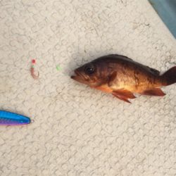 タイラバ エギング