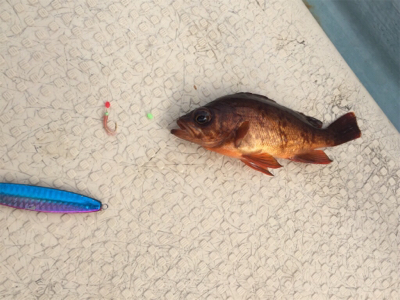 タイラバ エギング