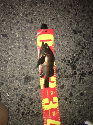 やっと釣れた(´∀｀)