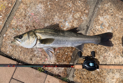 回遊シーバスで記録更新♫