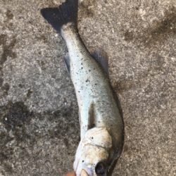 長潮透けていてシブい〜