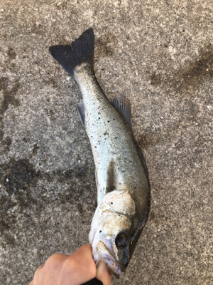 長潮透けていてシブい〜