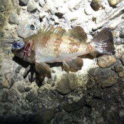 メバル、アジ狙いで