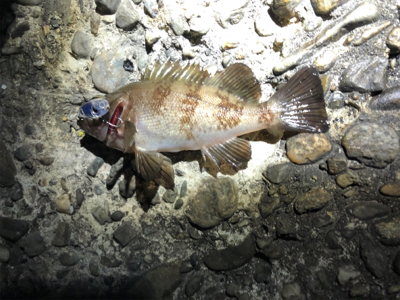 メバル、アジ狙いで