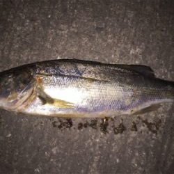 セイゴがたくさん