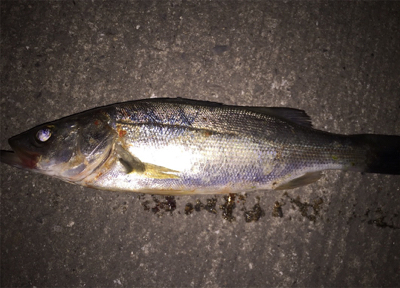 セイゴがたくさん