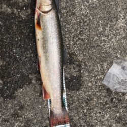 平成最後の栃木総合運動場フィシングフィールド