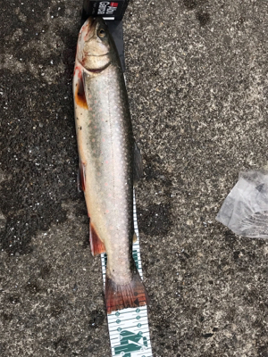 平成最後の栃木総合運動場フィシングフィールド