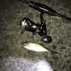 今年初アジング