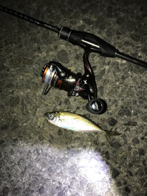 今年初アジング