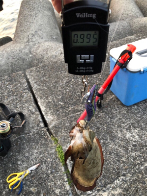 エギング 穴釣り