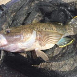 石垣島！ハゼ！