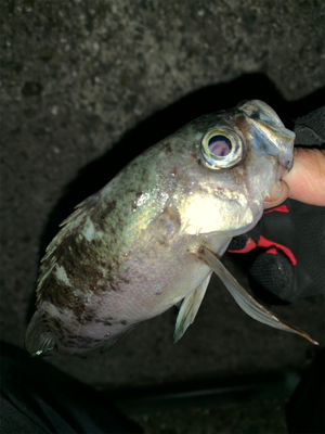 初乗船にてメバル釣り