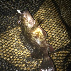 やっぱりミニガシラのみ…σ(^_^;)