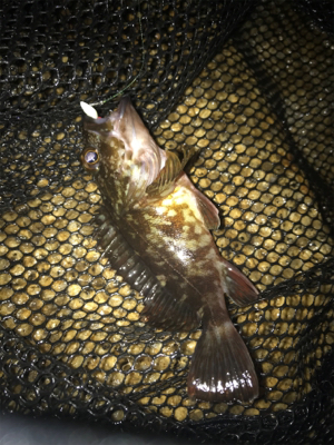 やっぱりミニガシラのみ…σ(^_^;)