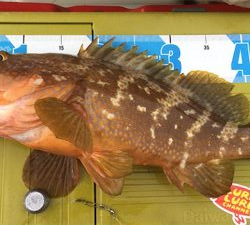 出た！！ビッグアコウ！マイボートで丹後タイラバ釣行