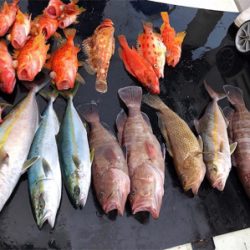 うぐるBOX釣果 マハタまた釣れました^_^