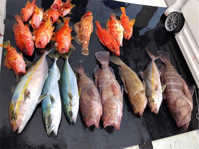 うぐるBOX釣果 マハタまた釣れました^_^