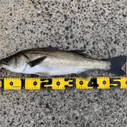 大阪南港での エビ撒き釣果！