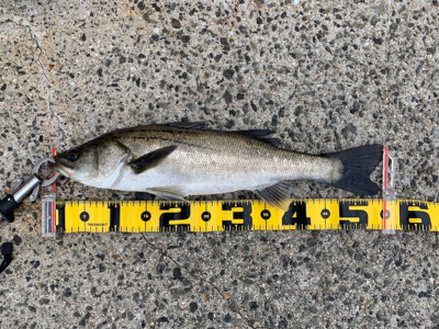 大阪南港での エビ撒き釣果！