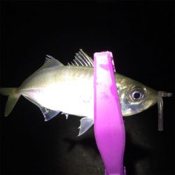 食コンアジング