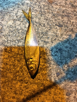 ナイトアジング