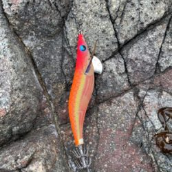 アオリイカ釣果！