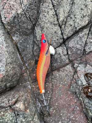 アオリイカ釣果！