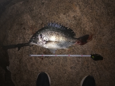 ナイトチニング