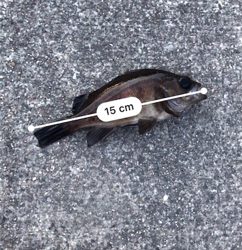 久々のメバリング