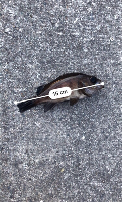 久々のメバリング