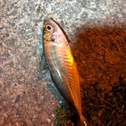 仕事終わりアジング