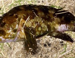 メバリンガー1855〜1935