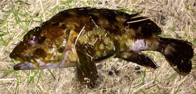 メバリンガー1855〜1935