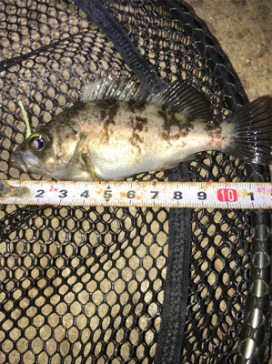 渋いメバリングσ(^_^;)