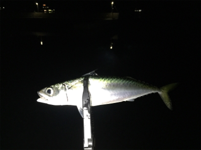 仕事終わりの一息