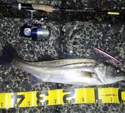 シーバス行ったらムラソイも釣れた!