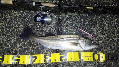 シーバス行ったらムラソイも釣れた!